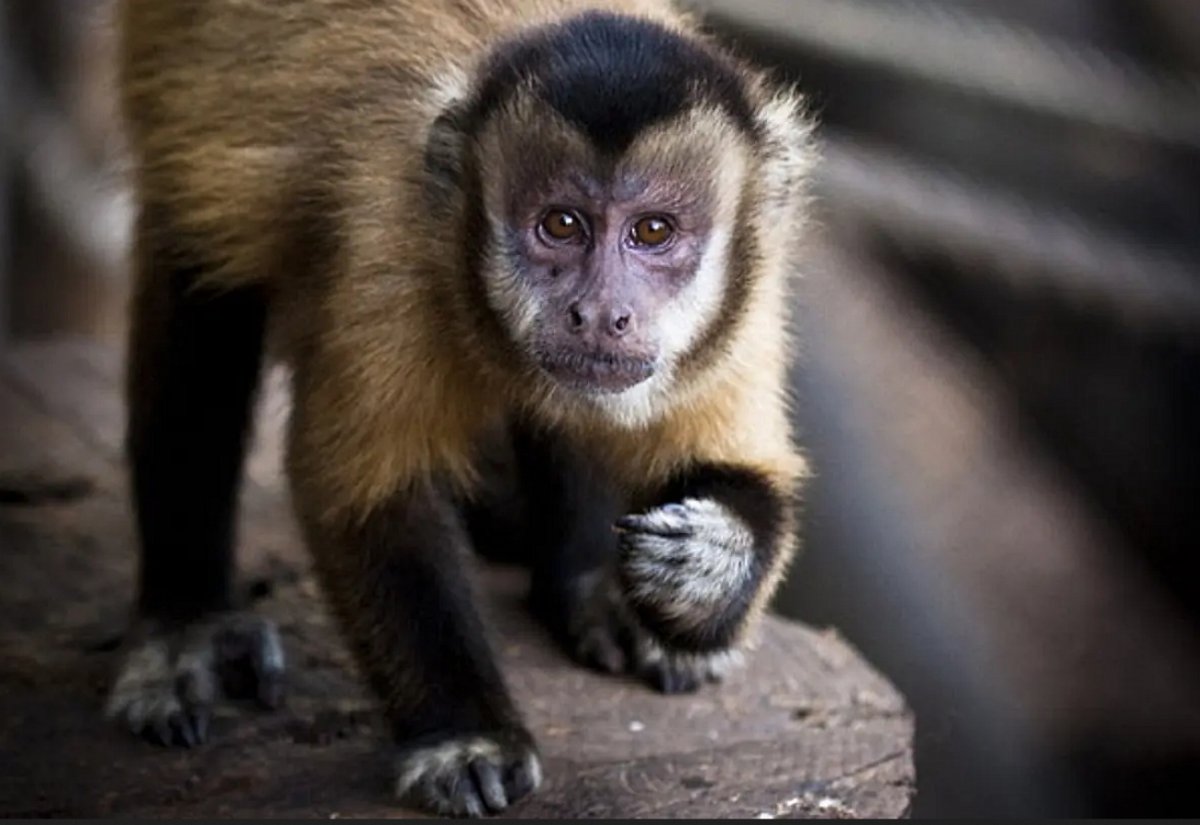 Маленькая мартышка