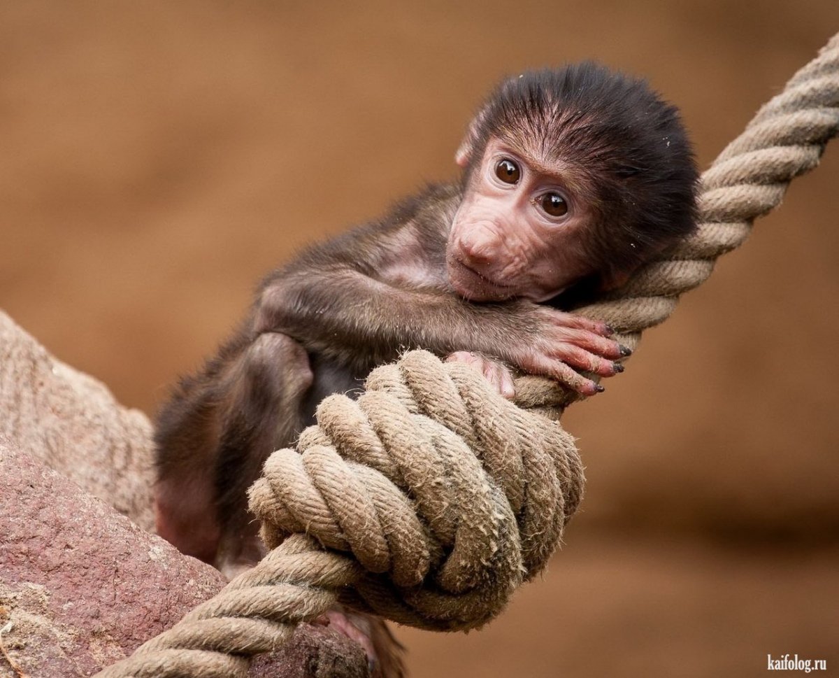Мартышка взрослая