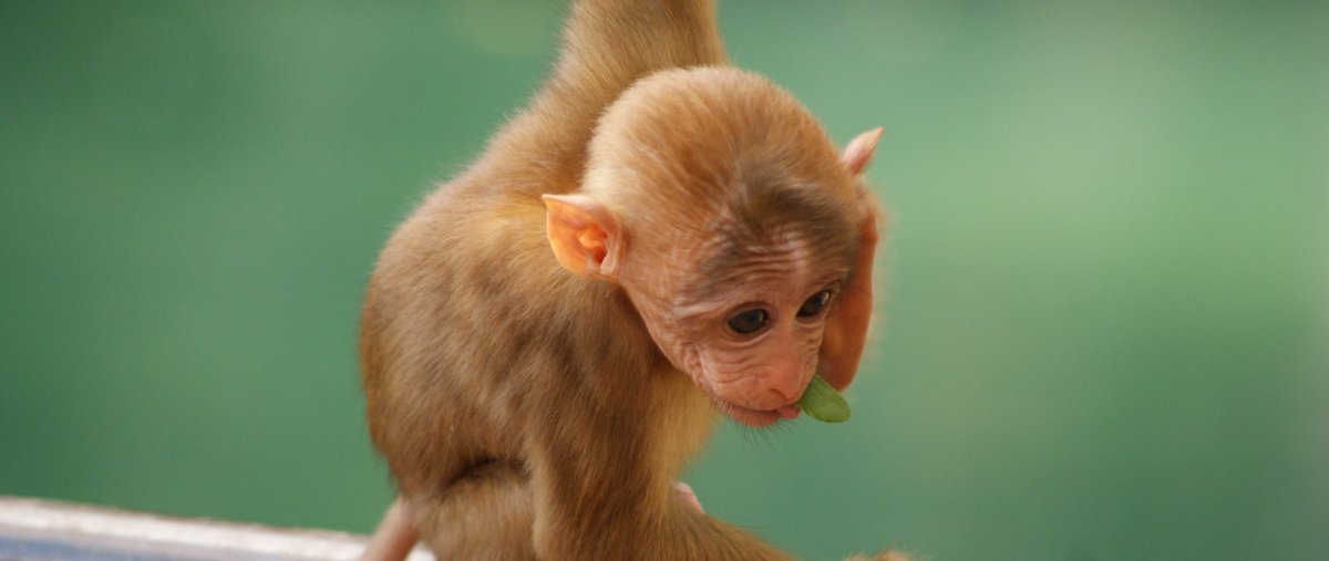 Детеныш мартышки