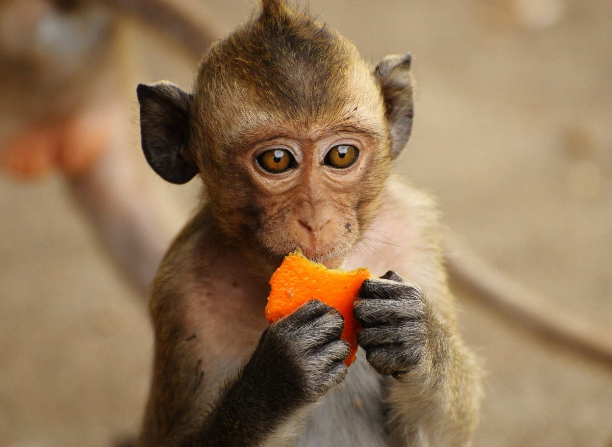 Мавпа Диана