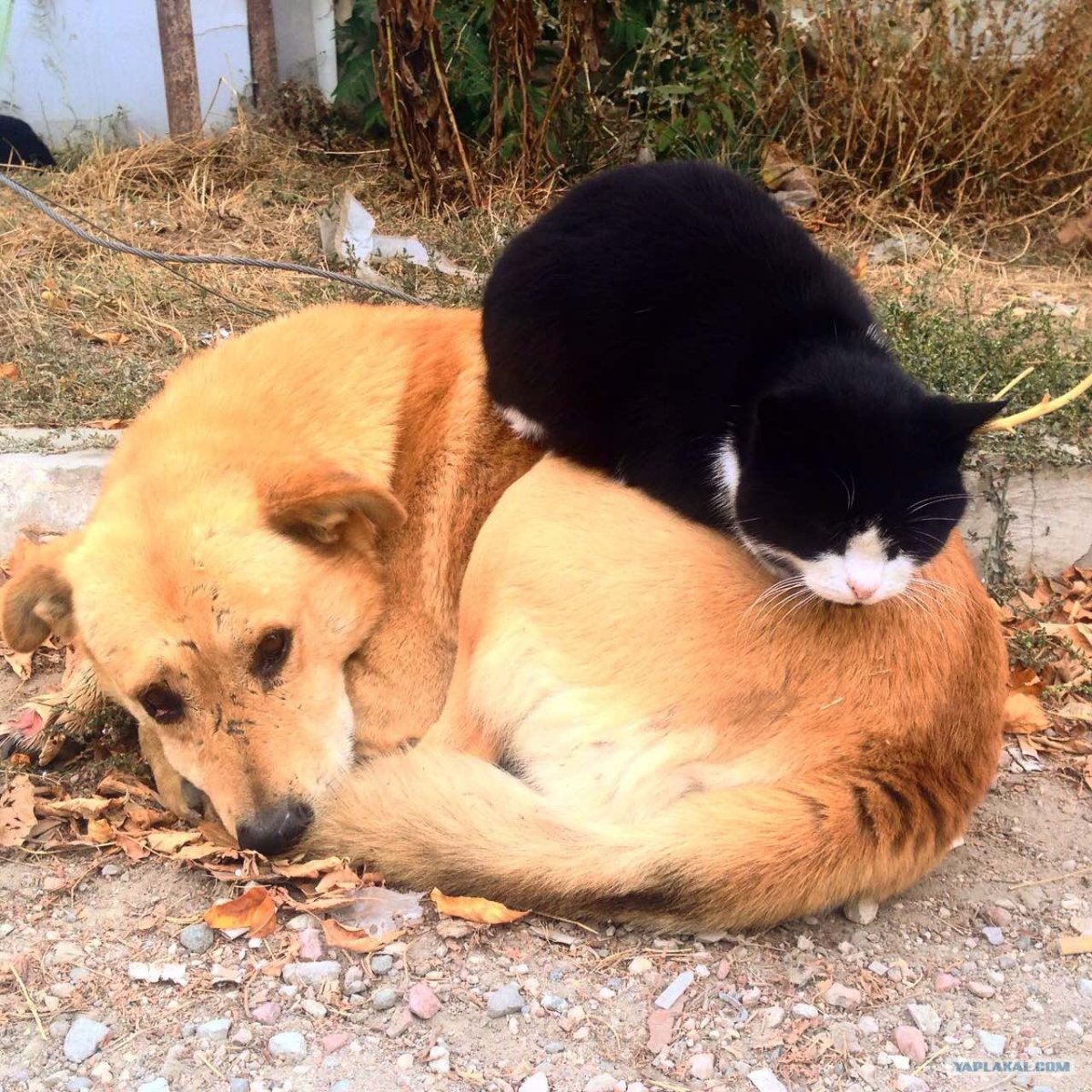 Котопес настоящий