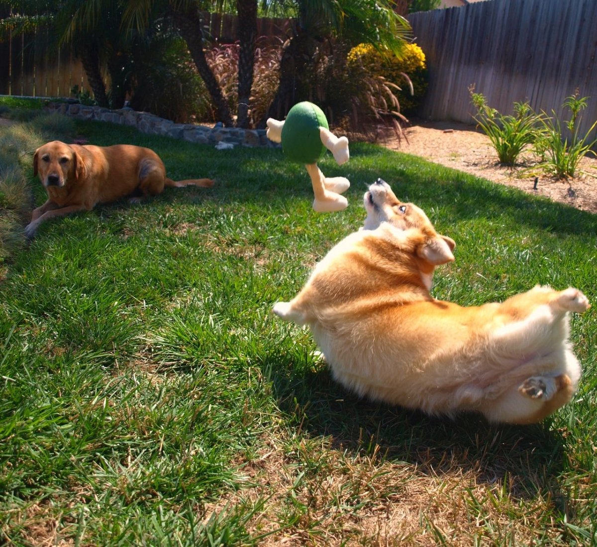 Малинуа Инго