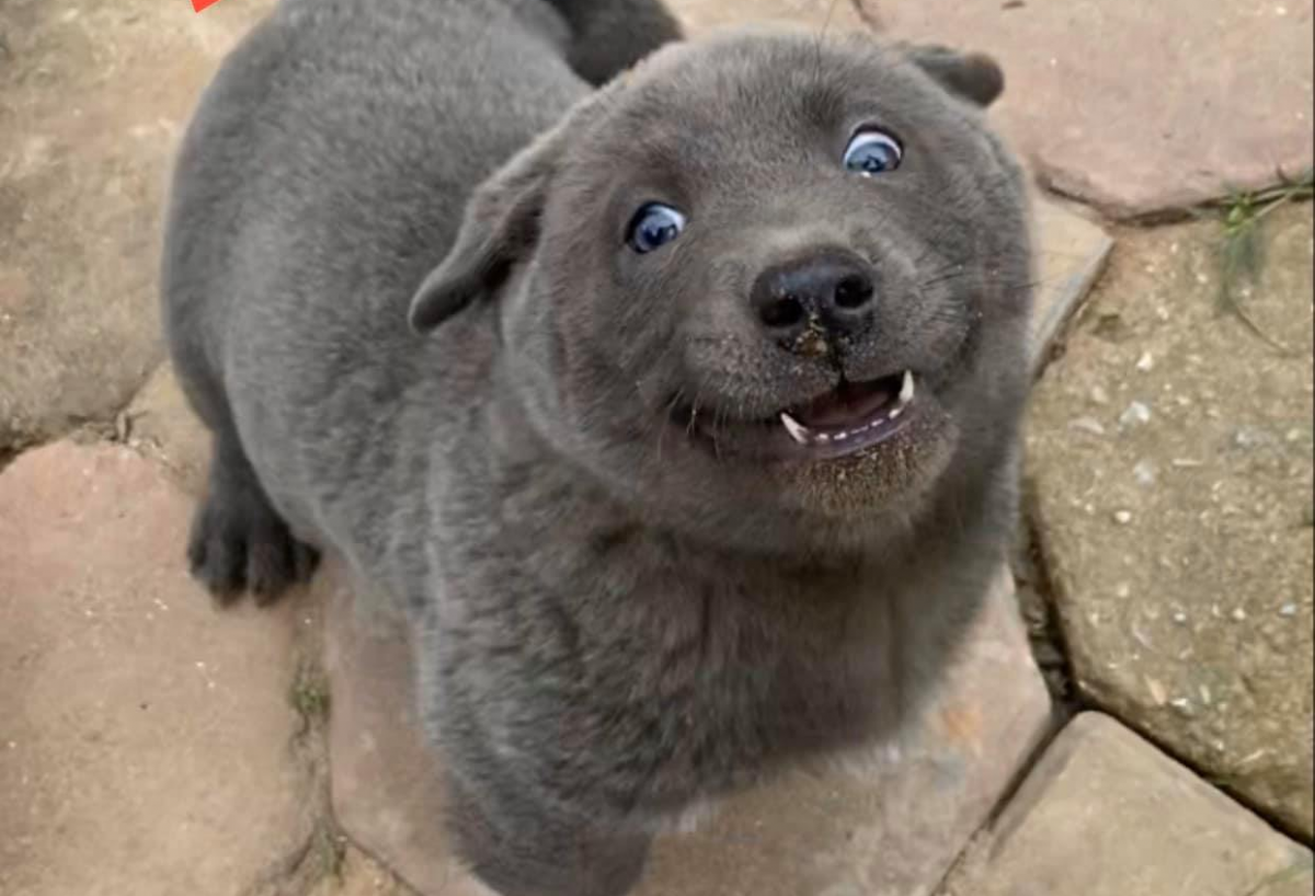 Животные в реальной жизни