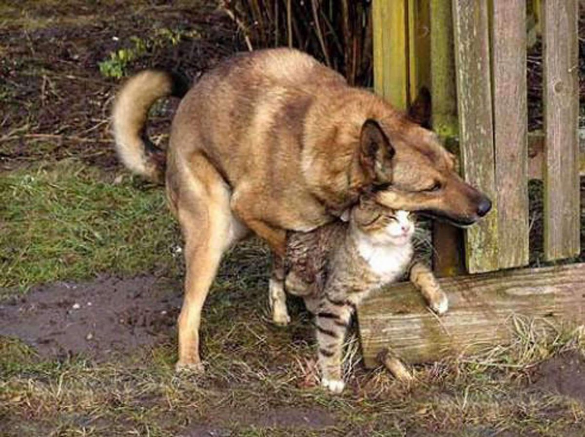 Собака с лепардовым окрамшм