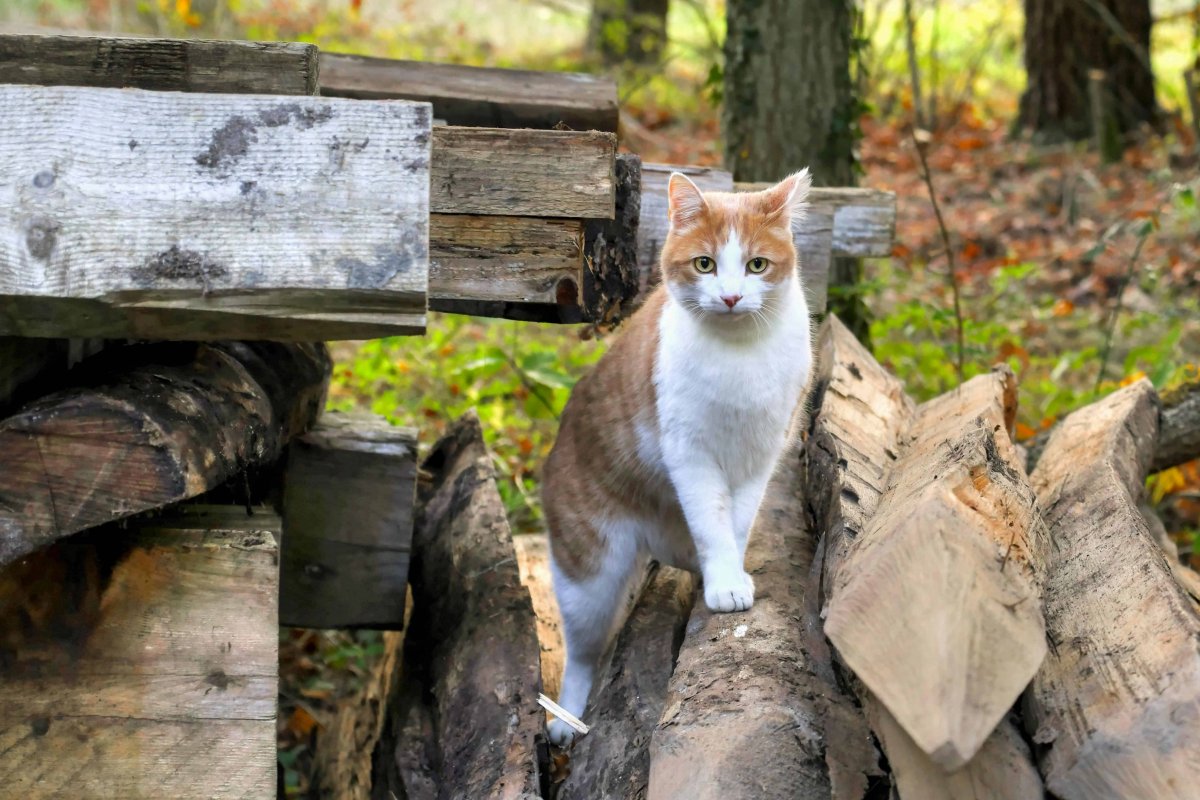 Кошки сношаются