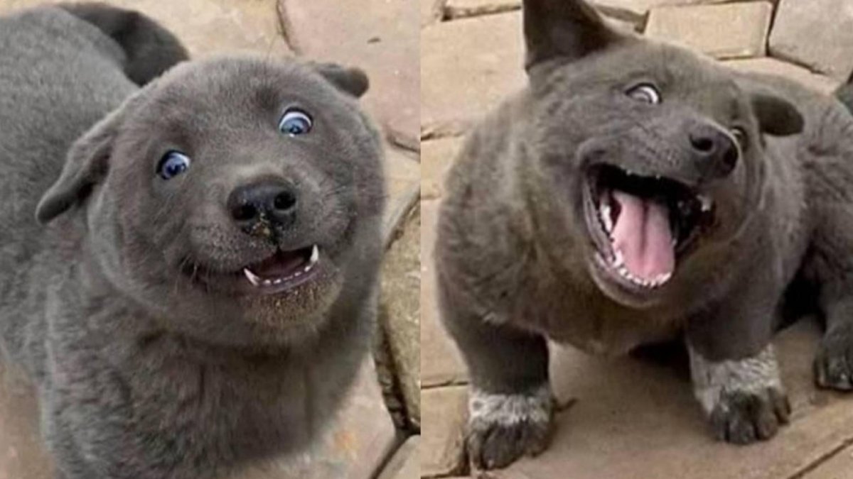 Гибрид кошки и собаки