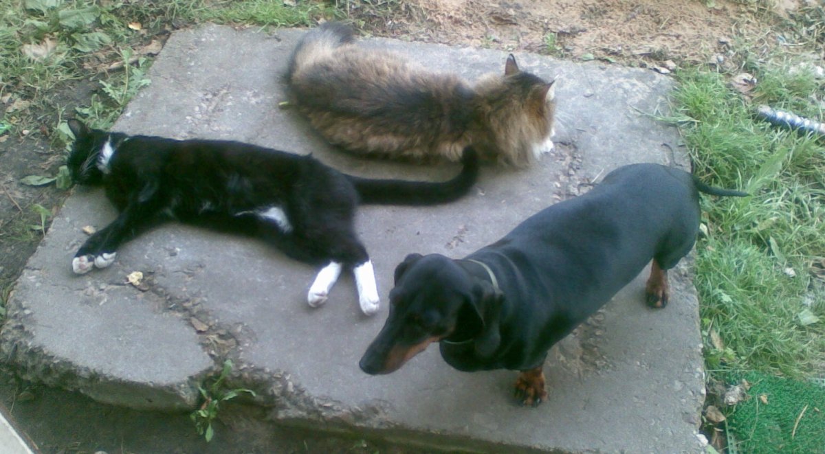 Котопес собака