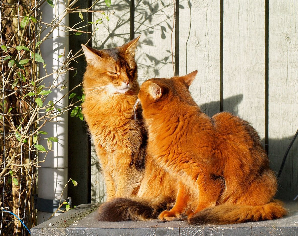 Дружба животных