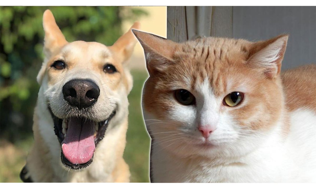 Котопес породы хмонг