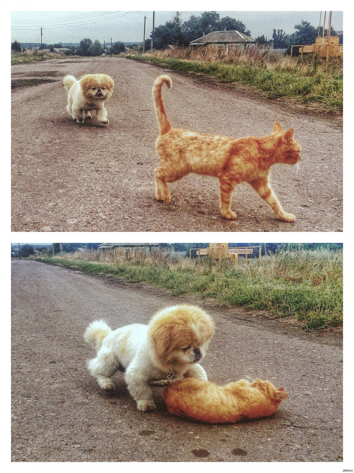 Картинка мы друзья животные