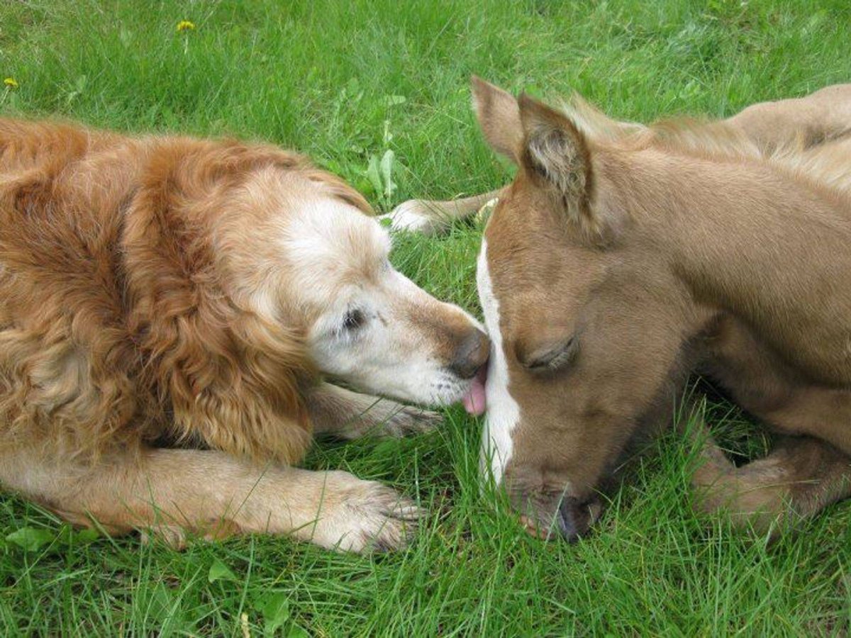 Котопёс в реальной жизьнь