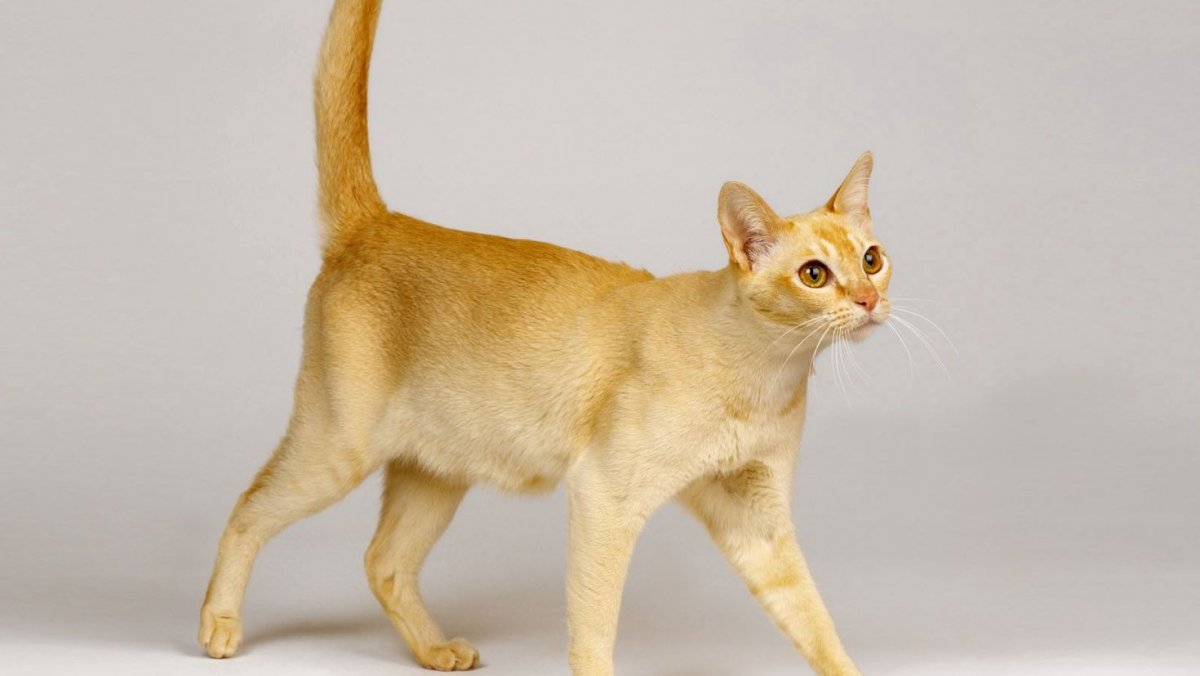 Животные облизывают друг друга