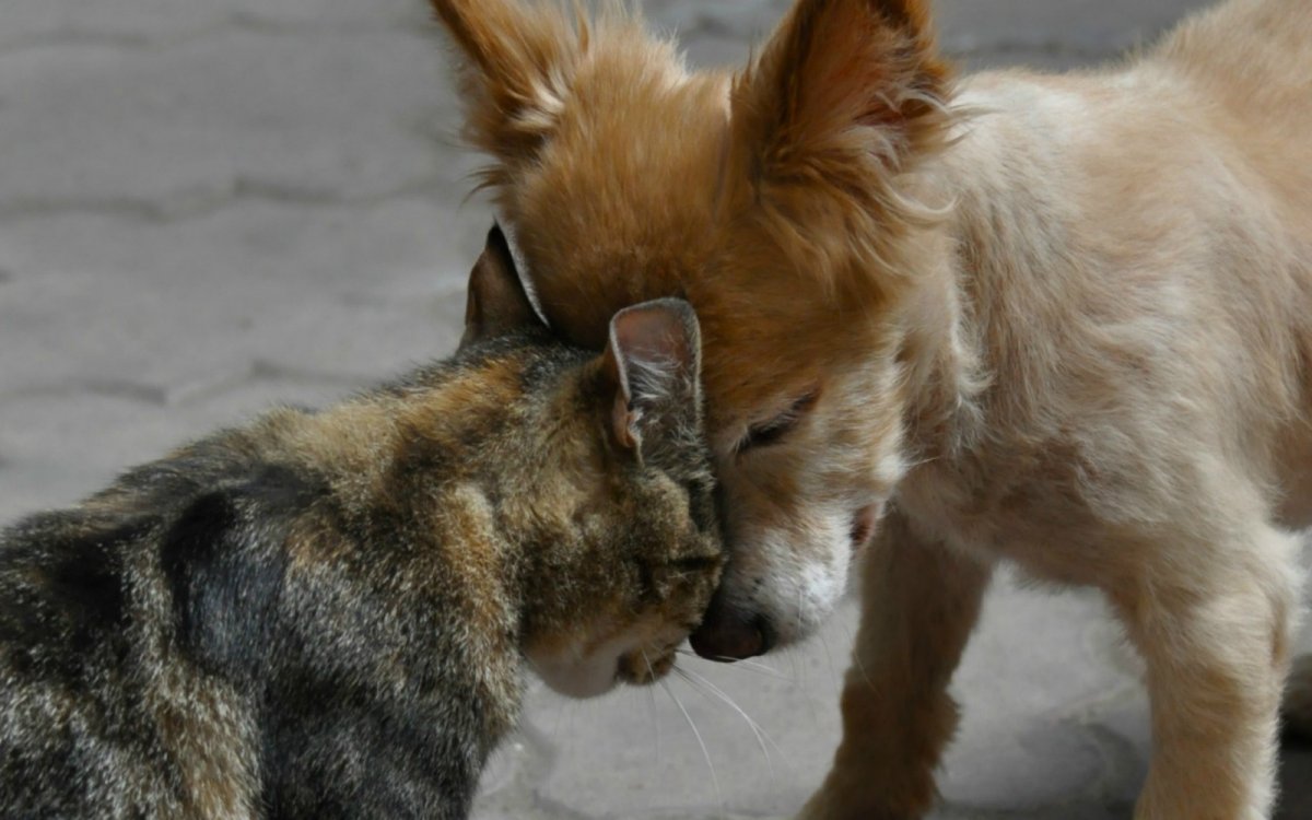 Ориентальная кошка