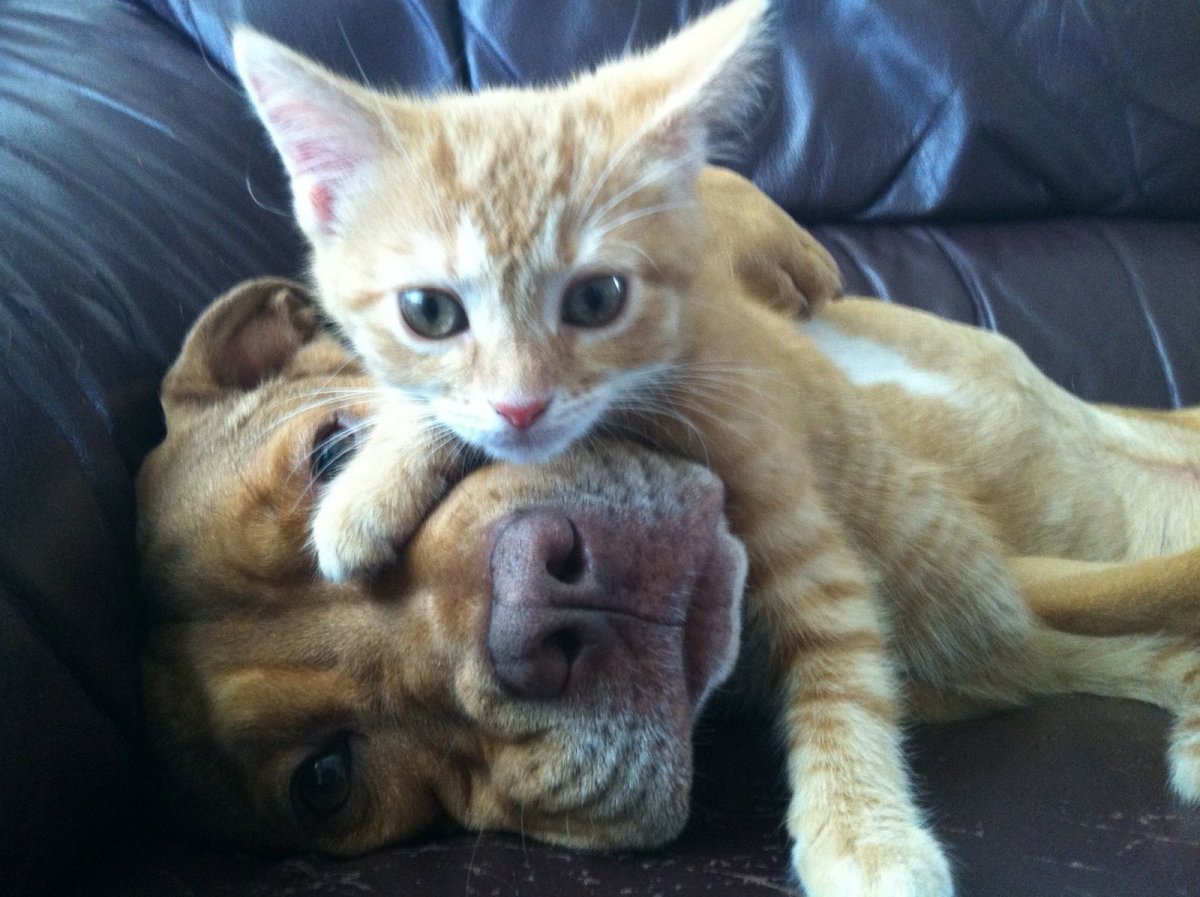 Дружба кошки и собаки