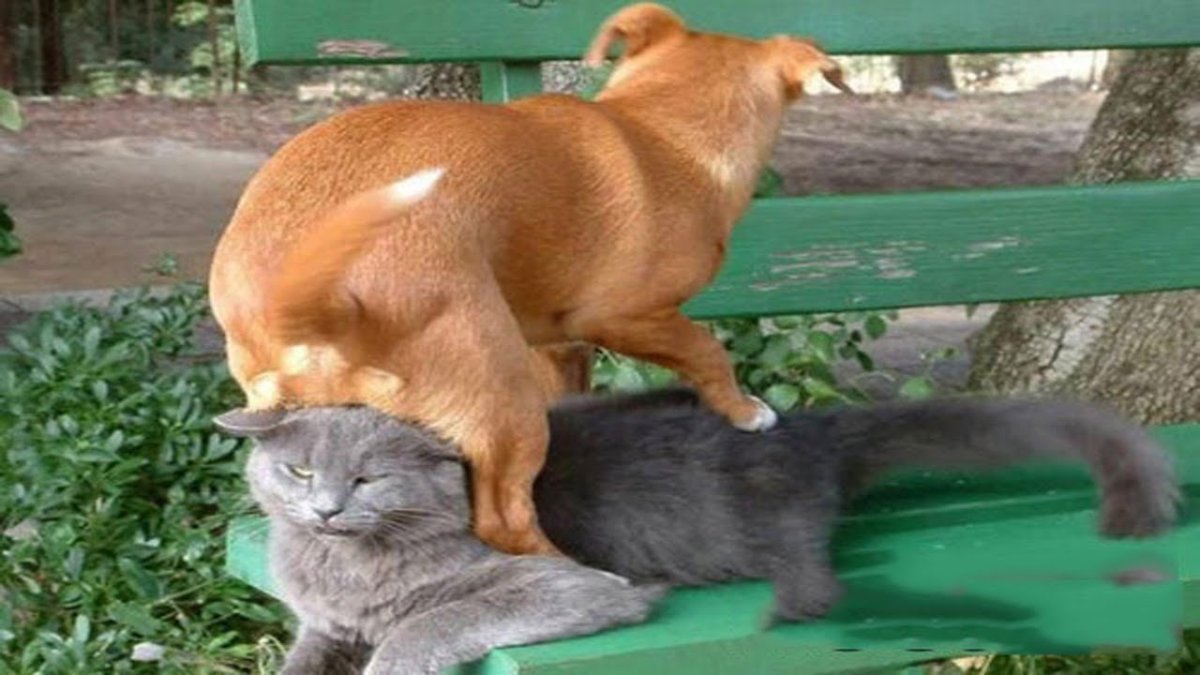 Осень собаки коты