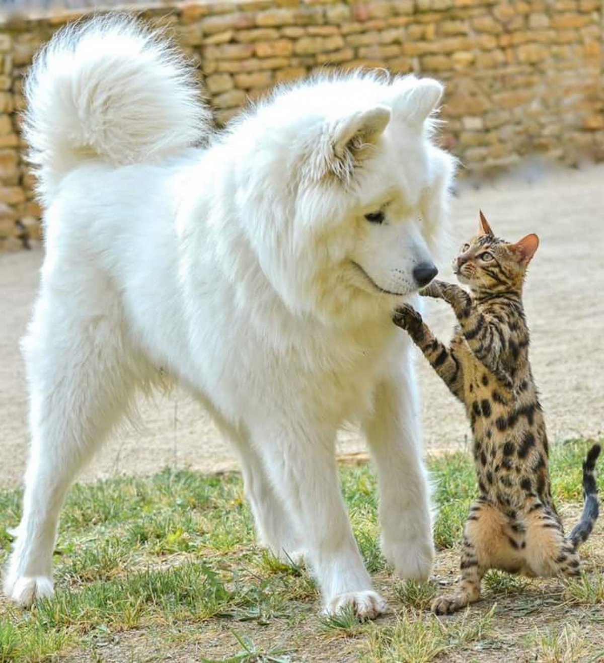 Собака с кошкой дружат