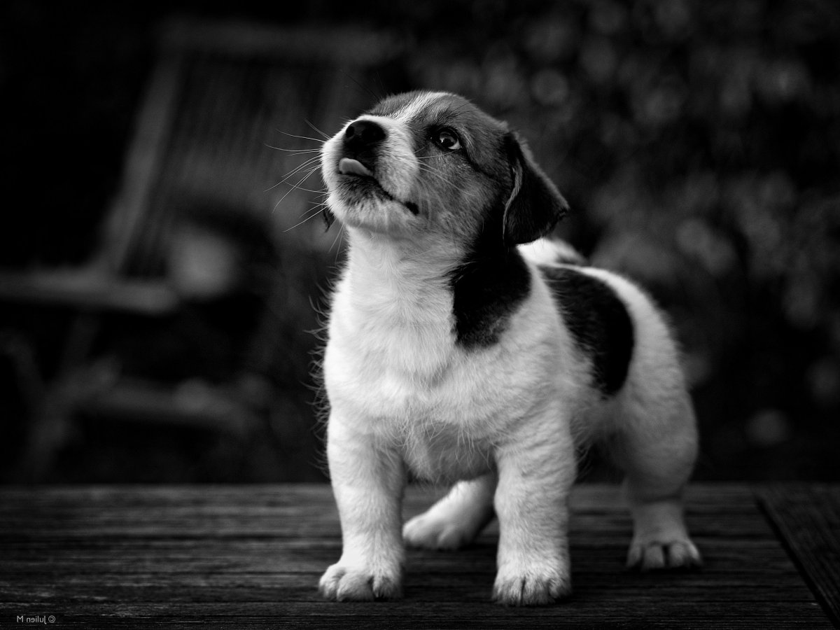 Милые щенки