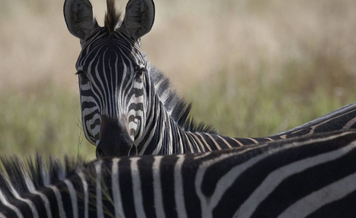 Черно-белый Африканский Зебра