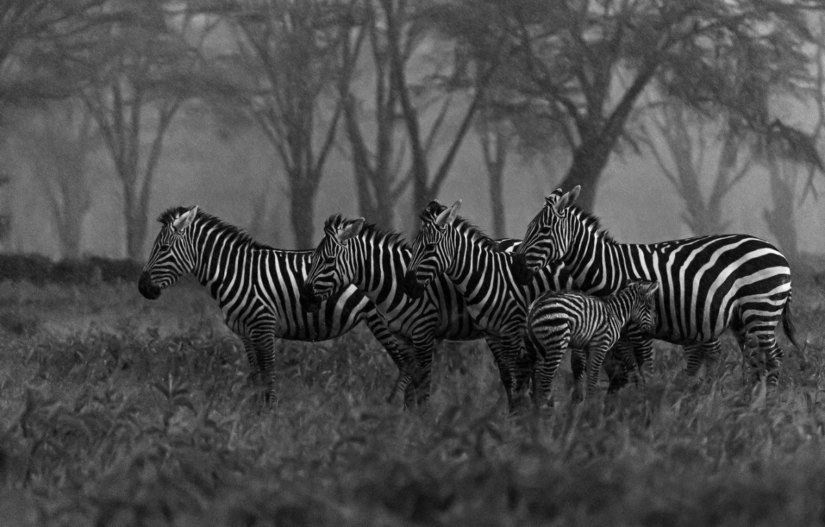 Чёрно-белые картины