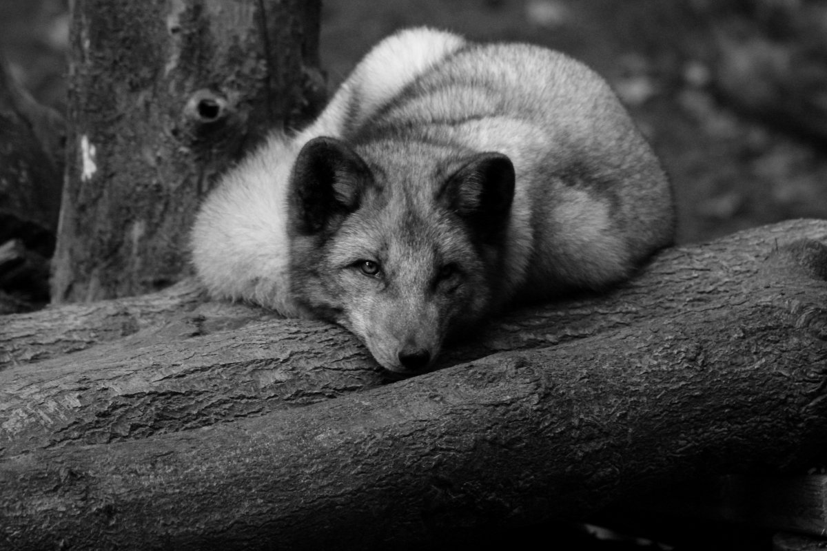 Черно белое животные красивое