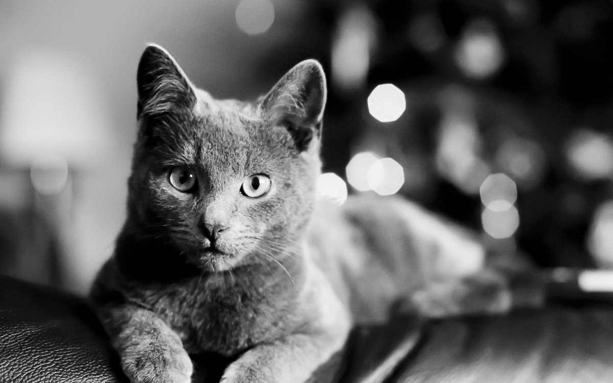 Черная пантера и леопард