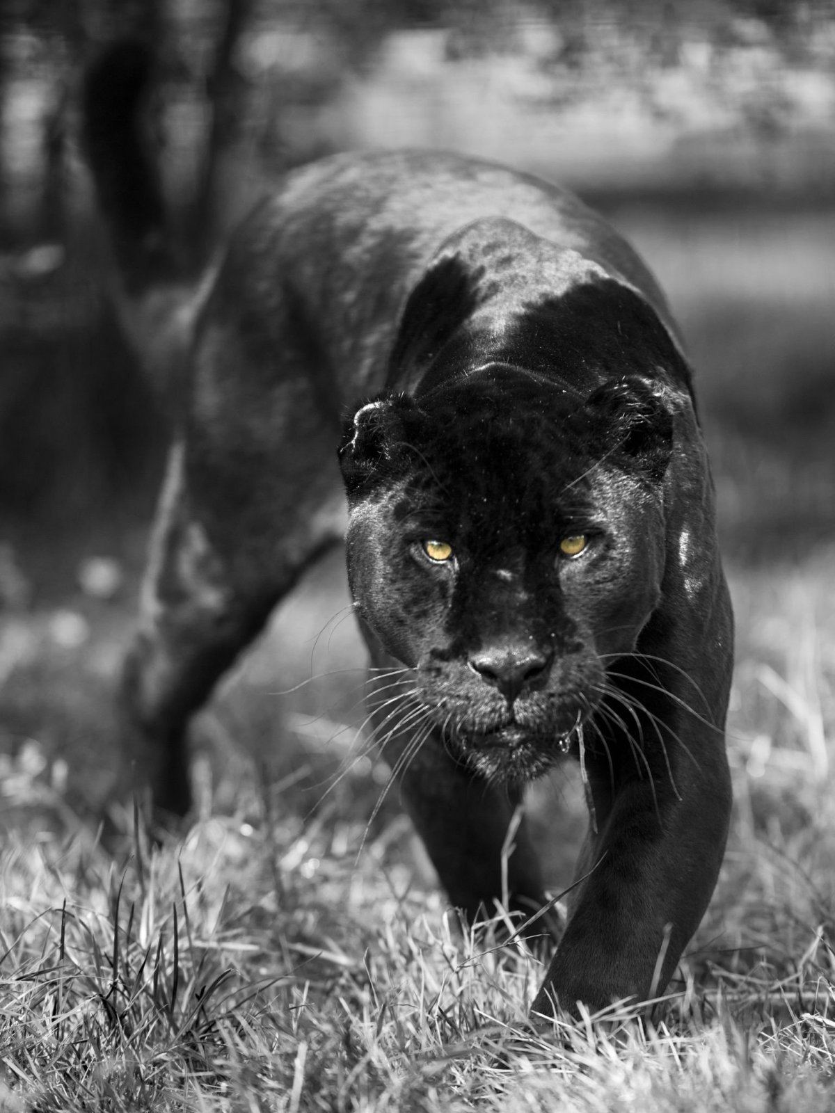 Черно белая Африка