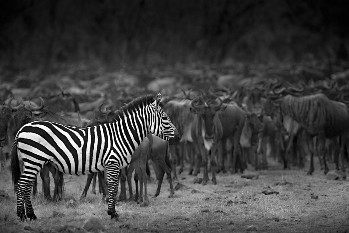 Животное чб