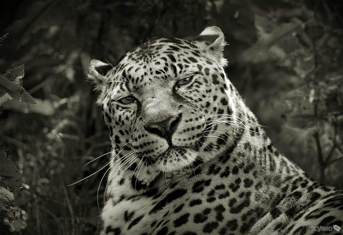 Черно белая Африка