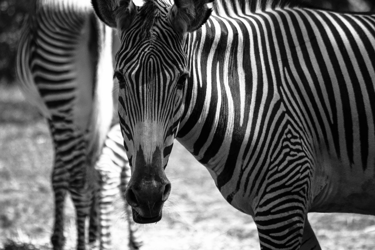 Черно белые животные