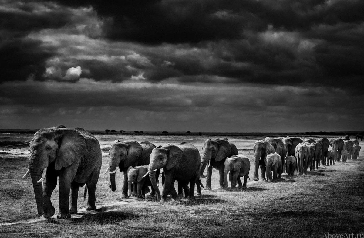 Африка Ника Брандта