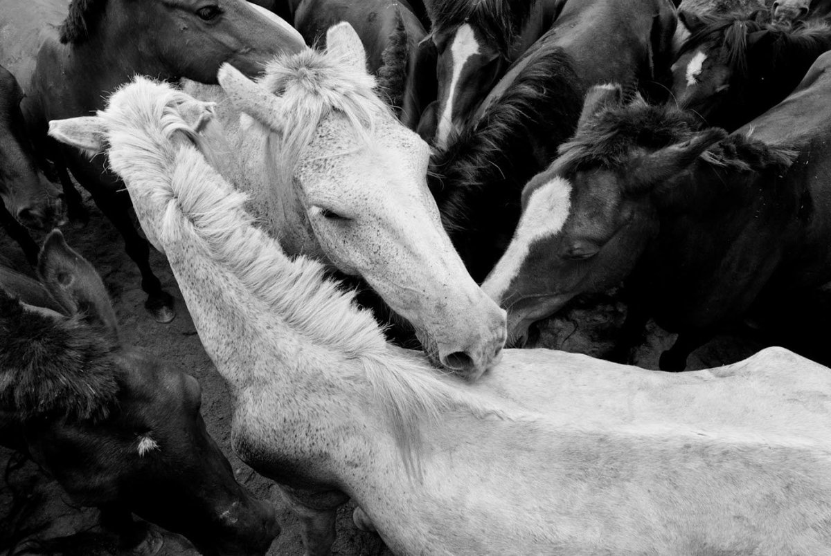 Пума черная