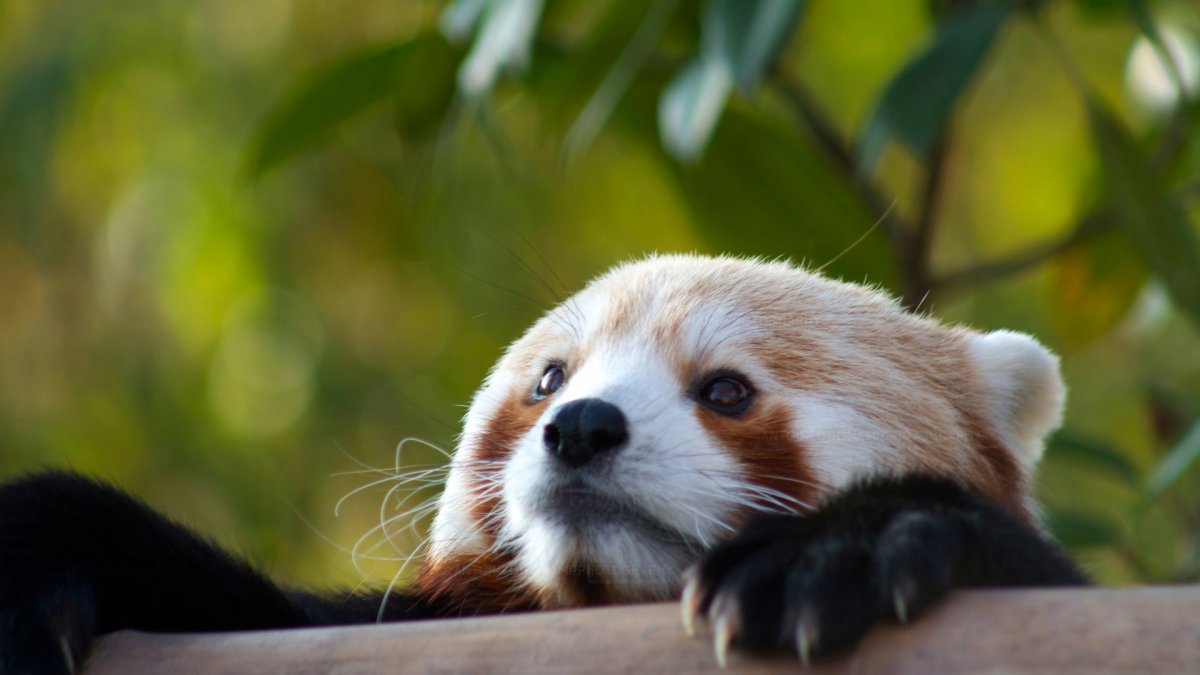 Звери чёрно белые