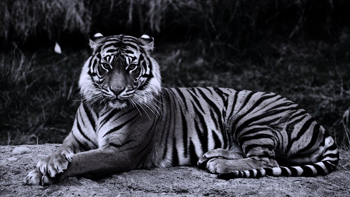 Африка Ника Брандта