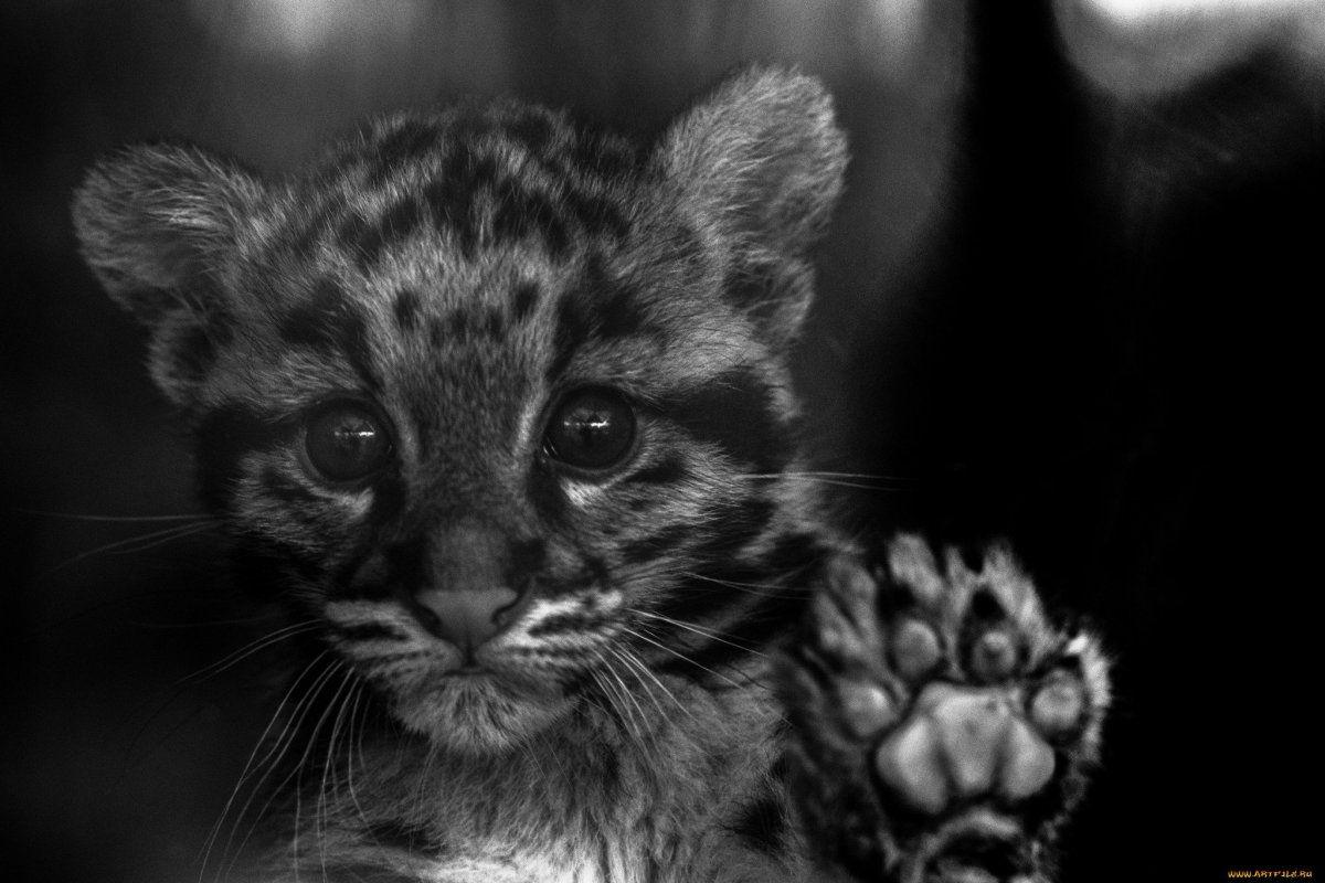 Дымчатый леопард