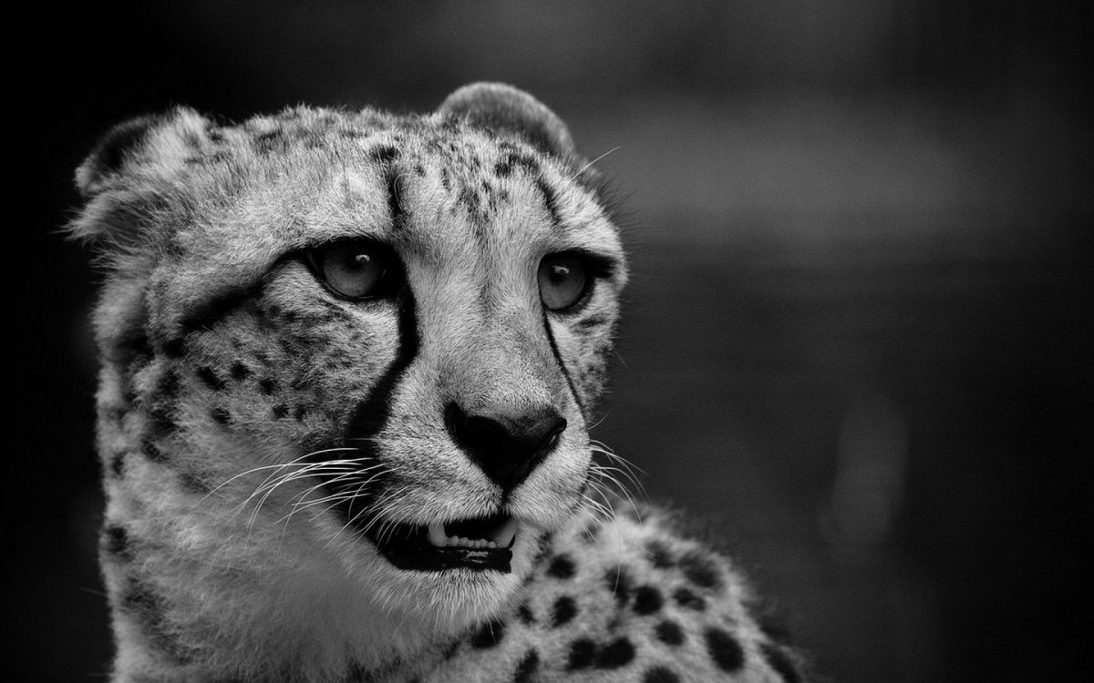 Ягуар черно белый