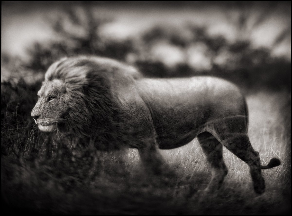 Тигр потягушки