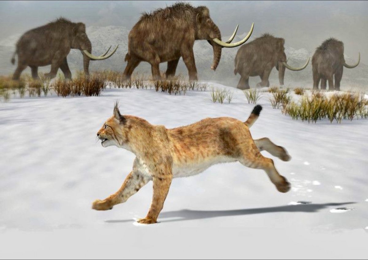 Плейстоценовая мегафауна Северной Америки