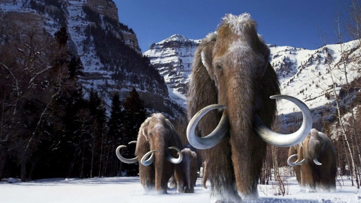 Белка Скрат