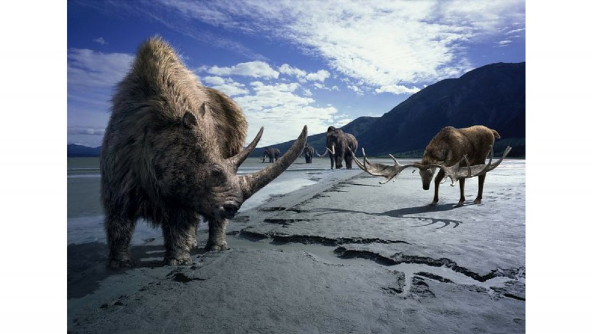 Шерстистый носорог и мамонт