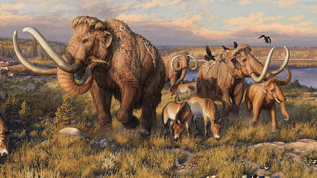 Шерстистый заскамленный мамонт