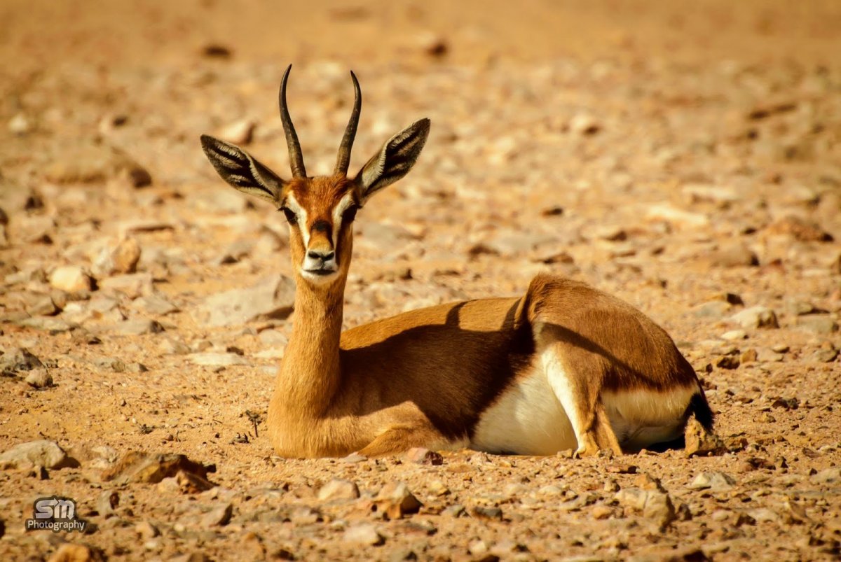 Горная Газель