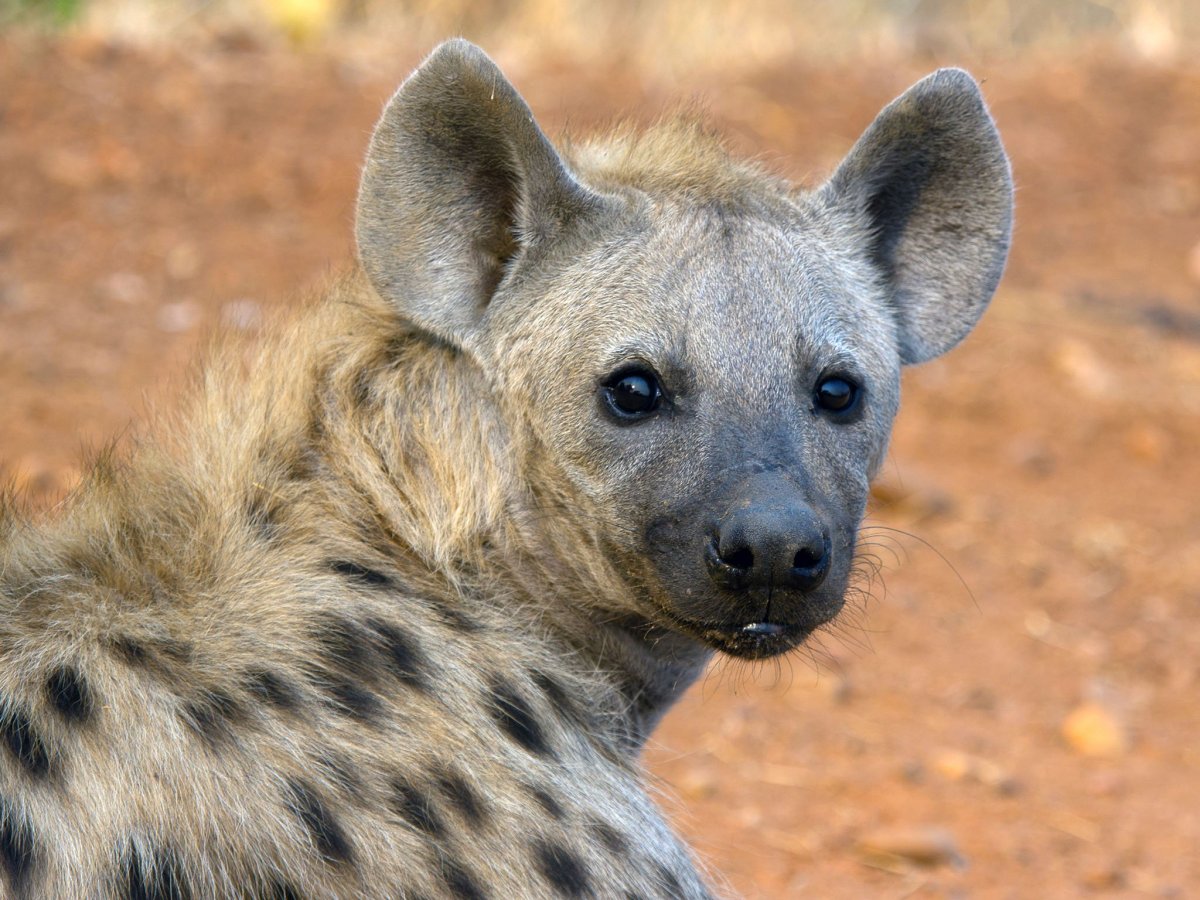 Гиены в Африке