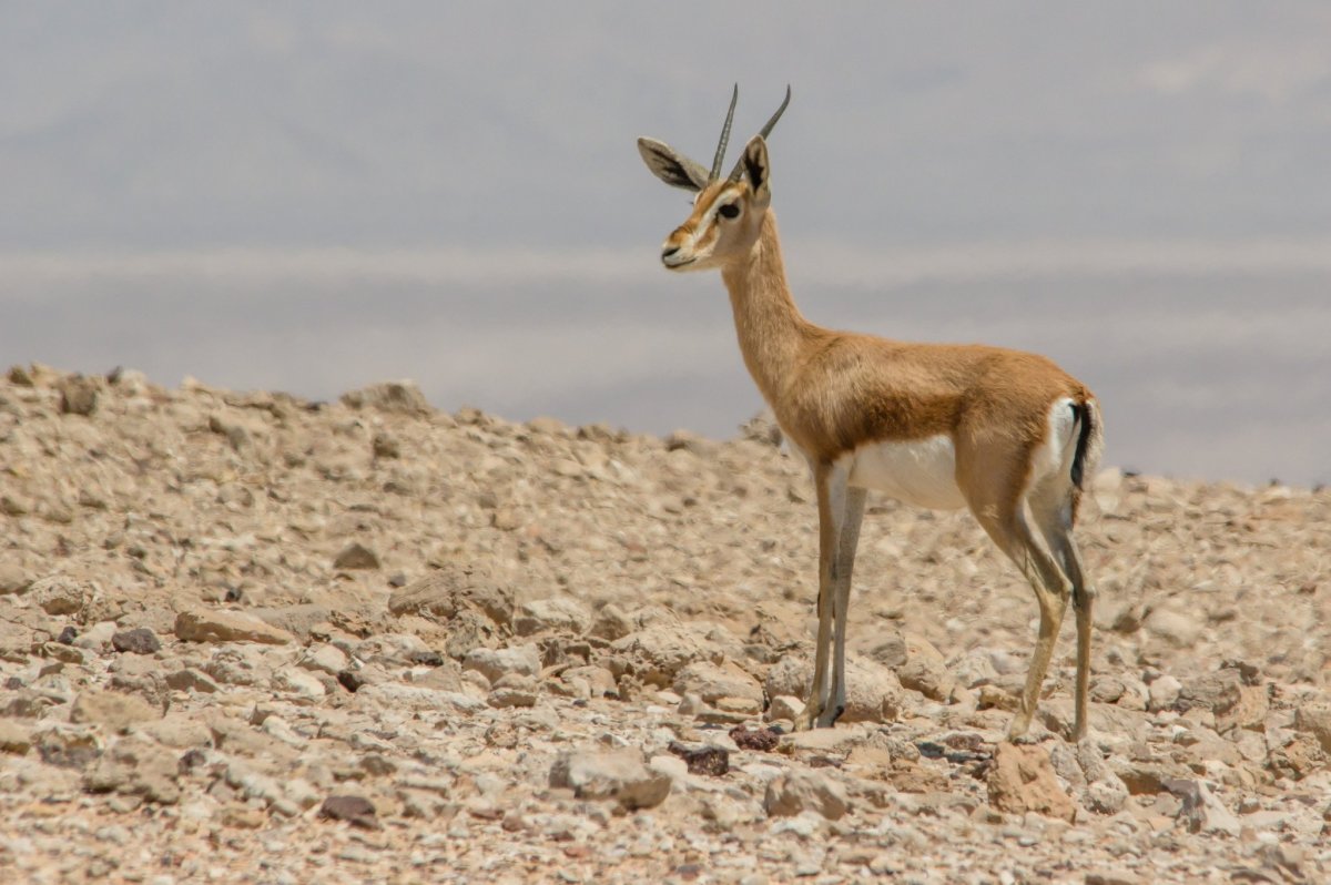 Газель Доркас в пустыне
