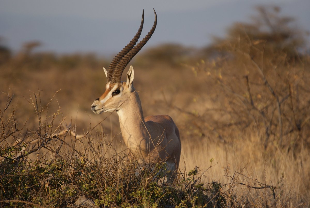 Газель Джейран