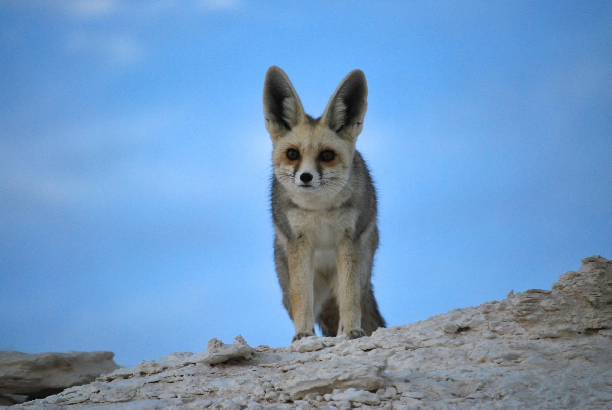 Египет пустынная лиса