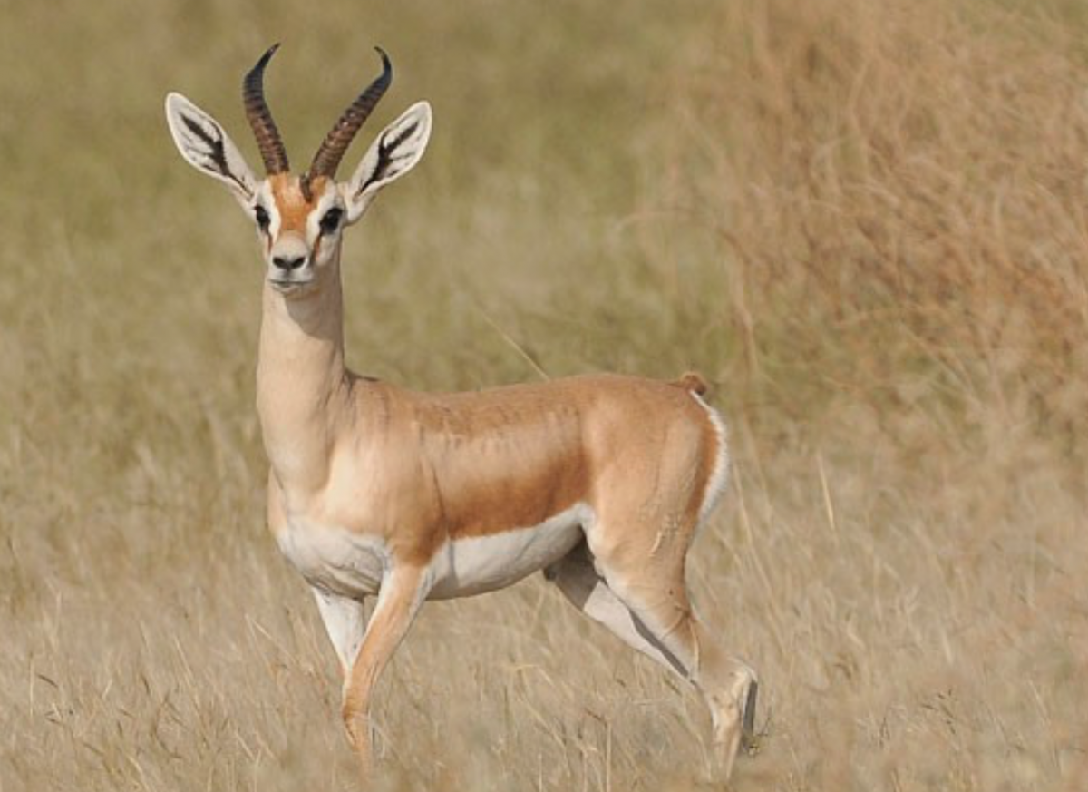 • Песчаная Газель (Gazella leptoceros)