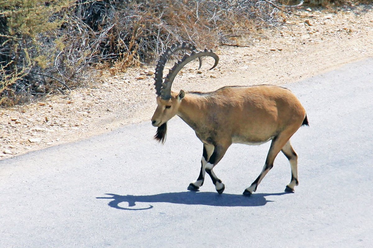 Нубийский горный козёл