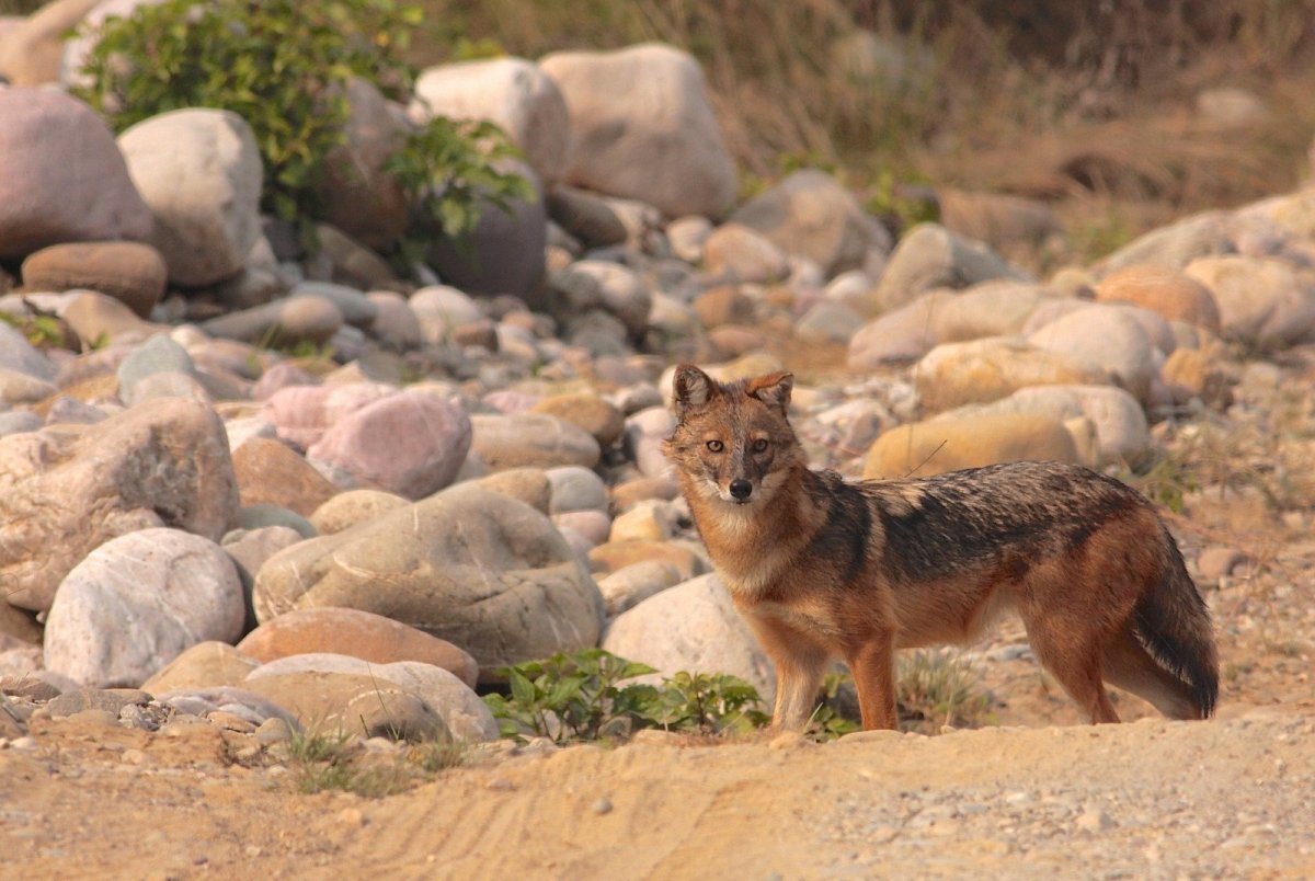 Шакалы в Египте животные