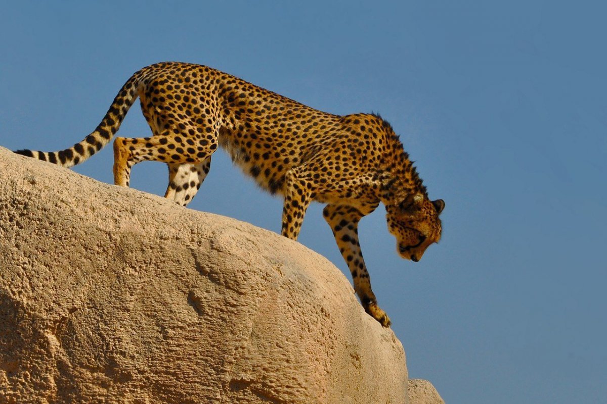Гепард в Египте