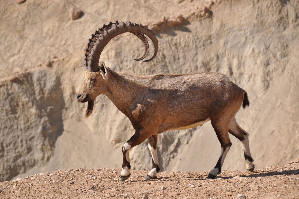 Безоаровый козел Capra aegagrus